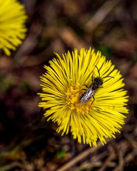 Small bee pollinating and yellow flower, close-up photo of insect and flower