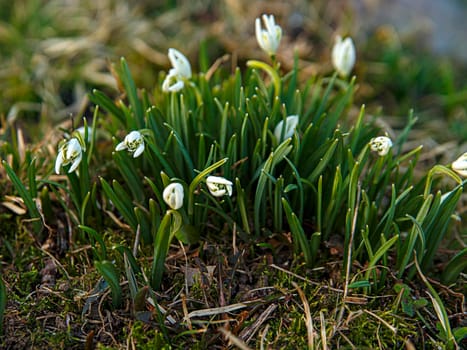 White galanus buds on green stems on spring day. Selective focus