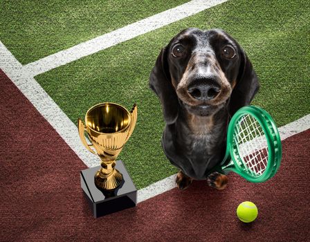 player sporty dachshund dog on tennis field court with balls, ready for a play or game and win a trophy