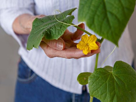 Yellow cucumber flower among green leaves in a woman's hand.