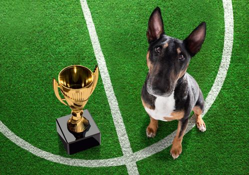 soccer bull terrier  dog playing with leather ball  , on football grass field and win a trophy