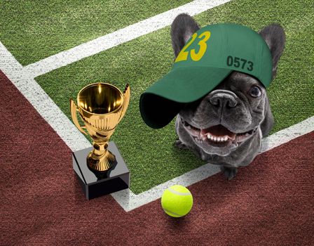 player sporty french bulldog dog on tennis field court with balls, ready for a play or game and win a trophy