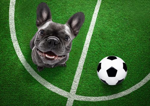 soccer french bulldog  dog playing with leather ball  , on football grass field