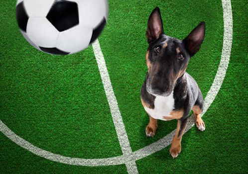 soccer bull terrier  dog playing with leather ball  , on football grass field