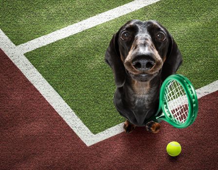 player sporty dachshund dog on tennis field court with balls, ready for a play or game