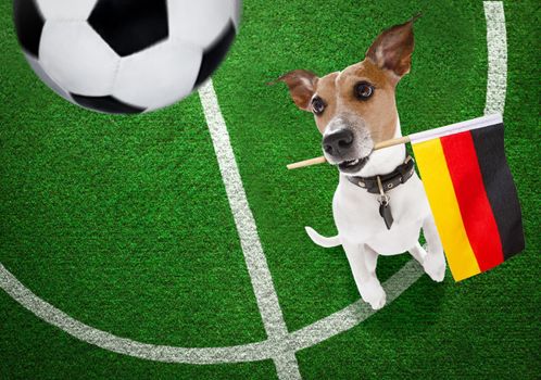 soccer jack russell terrier  dog playing with leather ball  , on football grass field