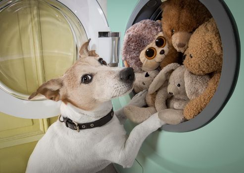 dog at a washing machine ready to do the chores and homework or housework and clean the  dirty teddy bears
