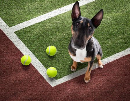 player sporty bull terier dog on tennis field court with balls, ready for a play or game