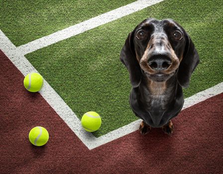player sporty dachshund dog on tennis field court with balls, ready for a play or game