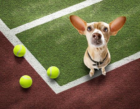 player sporty chihuahua dog on tennis field court with balls, ready for a play or game