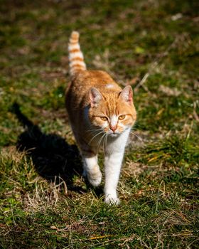 Ginger cat walking toward the camera, close-up photo of ginger kitten