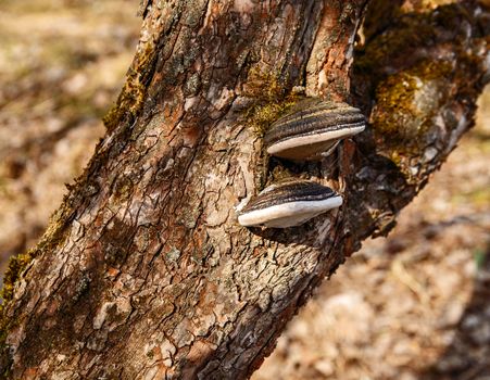 Mushroom - chaga parasite on tree with brown bark.