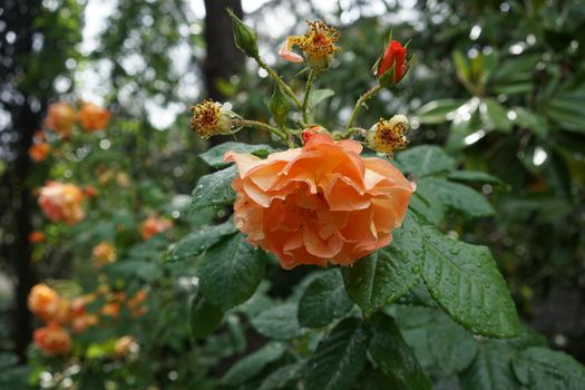 orange roses after rain with large water drops on the petals