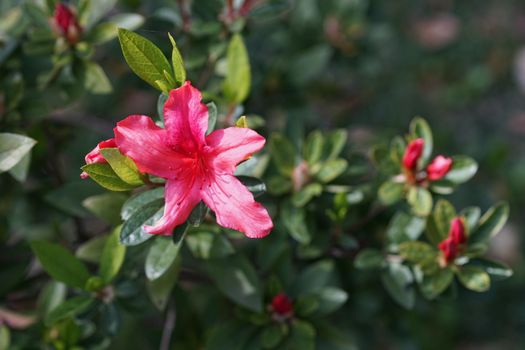 the flowers of rhododendron pink color against the dark green foliage