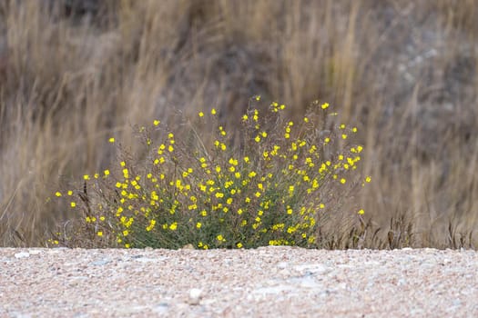 Steppe shrub with small yellow flowers on a background of rocky terrain and dried up grass