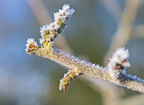 Abstract closeup detail of tree twig branch covered in ice hoar frost icicles during winter