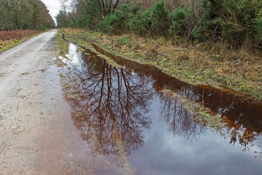 Track through a remote woodland forest in rural countryside landscape in winter with large water puddle and reflection