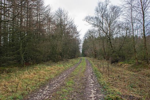 Track through a remote woodland forest in rural countryside landscape in winter