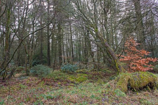 Scenic view through a remote woodland forest in rural countryside landscape during winter with felled tree