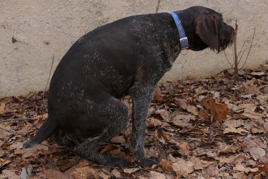 A large brown dog of the German breed pings on the street. High quality photo