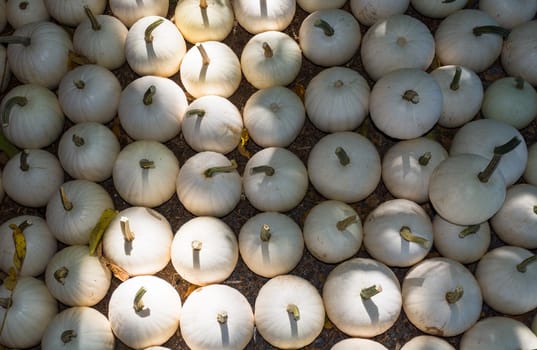 Harvest of white winter pumpkins stored on ground in rows