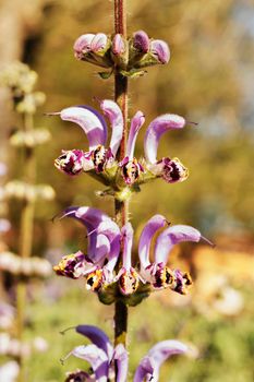 Beautiful purple flowers of salvia indica -sage in a bright sunny day