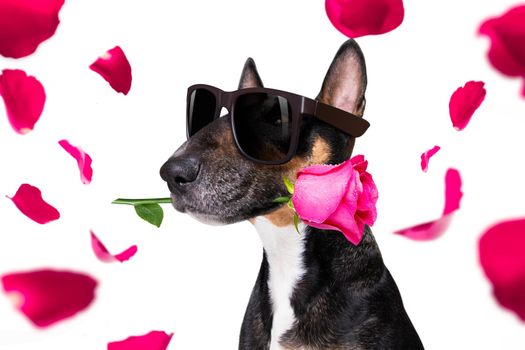 bull terrier dog on valentines love or mothers and fathers day with rose and petals