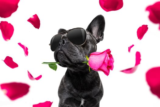 french bulldog dog on valentines love or mothers and fathers day with rose and petals