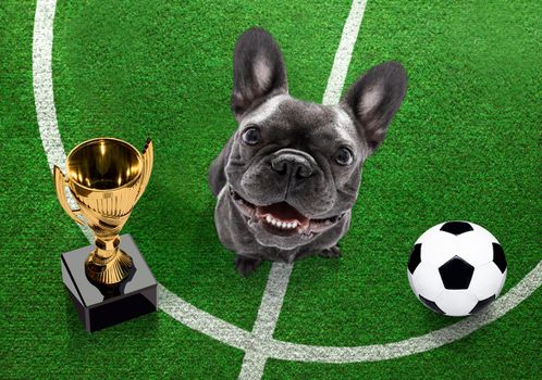 soccer french bulldog  dog playing with leather ball  , on football grass field and win a trophy