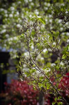 Close-up of  a tree twig with white flowers and green leaves on a sunny day with another tree in the background