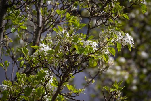 Close-up of  a tree twig with white flowers and green leaves on a sunny day with another tree in the background