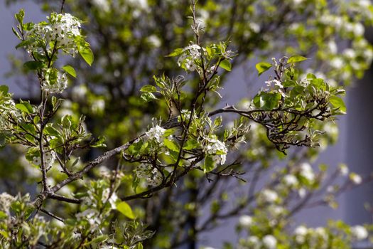 Close-up of  a tree twig with white flowers and green leaves on a sunny day with another tree in the background