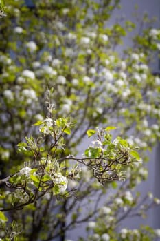 Close-up of  a tree twig with white flowers and green leaves on a sunny day with another tree in the background