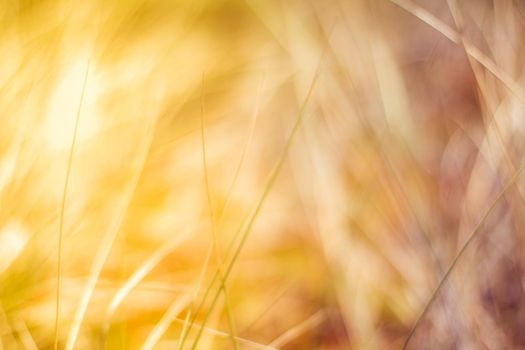 Sunshine over the summer field - beauty in nature, balanced lifestyle, environmental concept. Enjoying the sense of freedom