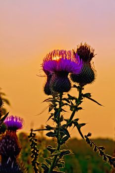 Sun streaming through the petals thistle at sunset