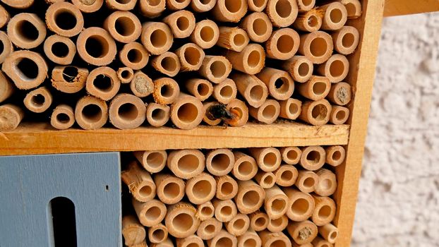 orchid bee closes its brood cavity in an insect hotel in Germany