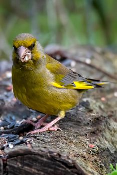 greenfinch bird sitting on branch waiting for food