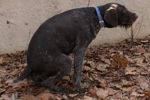 The dog goes to the toilet, pings on the street. Animals on the street. High quality photo