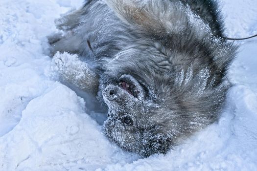 Keeshond dog plays in the snow and rejoices lying on its back