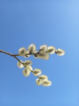 A branch of willow, willow fluffy against a clear blue sky. Place for the inscription. High quality photo