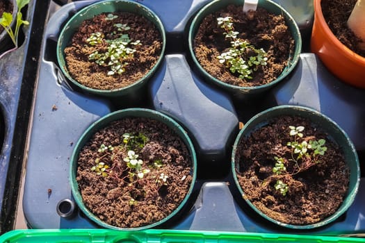 Fresh green seedlings growing in small pots. Gardening concept.