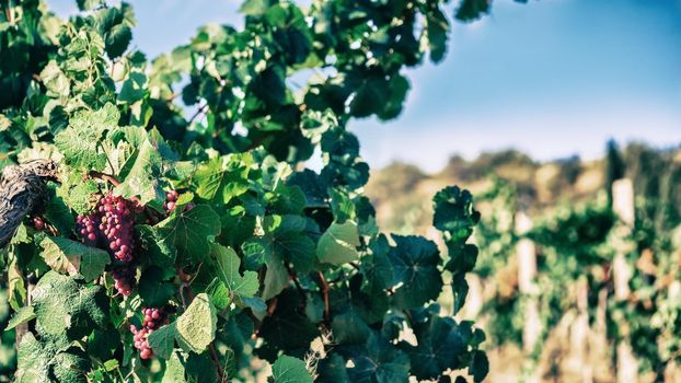 Vine grape fruit plants outdoors by daylight. Red grapes in vineyard ready for harvest. Copy space for text. Shallow DOF.