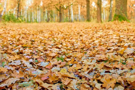 fallen oak leaf close-up on at the edge of the forest in autumn day. Soft selective focus