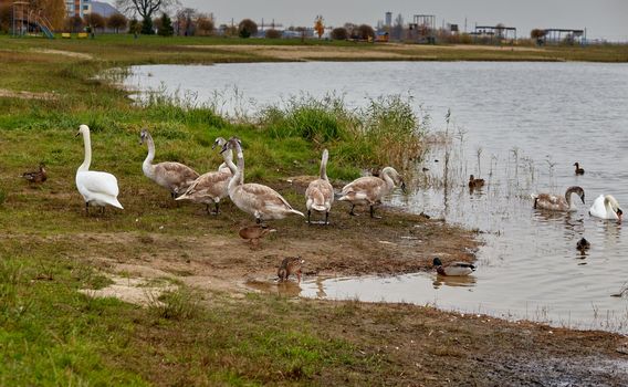 family of swans on the city pond