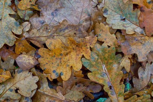fallen oak leaf close-up on a meadow in the forest on an autumn day