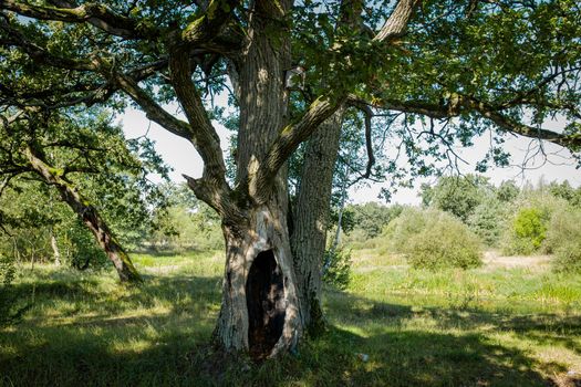 Old hollow oak tree in a park on an early autumn sunny day. Oak with bird house