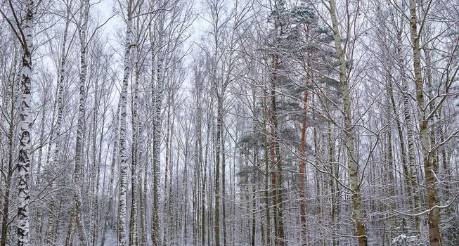 Mixed forest in cloudy winter day. Birch trees in snow.