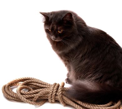 Nebelung cat sits on a rope isolated on white background