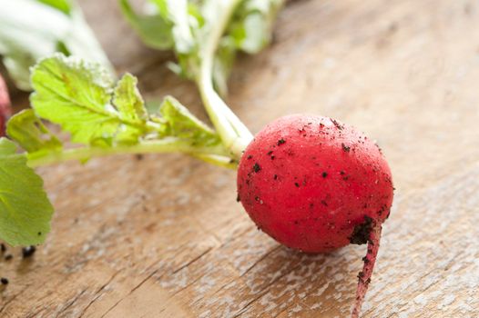 Single fresh crispy radish with soil clinging to it and green leaves on a wooden table