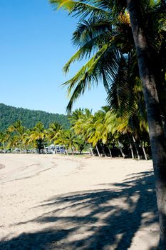 View along a deserted Airlie Beach, Queensland, Australia with golden sand fringed with palm trees on a sunny tropical summer day